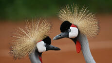 Rwanda: le vétérinaire Olivier Nsengimana primé pour la préservation des grues