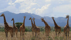 Pas une mais quatre espèces de girafes différentes: qu'est-ce que ça change ?