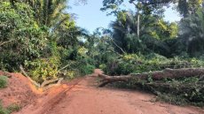 Déforestation du Bassin du Congo: «Nous alertons les institutions internationales, arrêtez de couper du bois!»