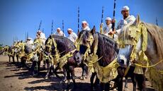 Sports traditionnels: la tbourida, ou l'art équestre de la fantasia à la marocaine [2/10]