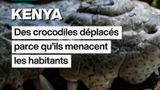 Kenya : des crocodiles deplacés parce qu'ils menacent les habitants
