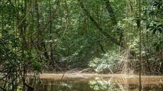 RD Congo: violences, viol... Un Franco-suisse dénonce des représailles après ses révélations sur des profits (…)