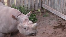 Réintroduire les rhinocéros en Afrique du Sud: Amos, le protecteur de rhinos [1/3]