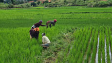 Croiser du riz africain et du riz asiatique: vers un nouveau riz OGM?