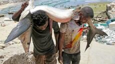 Des questions autour de l'accord Somalie-Chine pour l'exportation de poisson sans droits de douane
