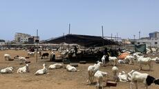 Tabaski en Afrique de l’Ouest: entre traditions, préparatifs et partage familial