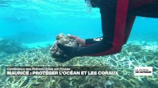 Sommet de l'ONU sur les océans : à Maurice, la préservation des coraux devient une priorité absolue