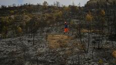 Sols détruits, biodiversité bouleversée, puits de carbone: que reste-t-il après le passage des flammes?