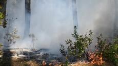 Incendies en Europe: un suspect placé en détention en France, la chaleur et le vent font craindre le pire en Espagne