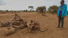 Mort d’éléphants au Kenya: quatre personnes arrêtées après l’hypothèse d’une intoxication au cyanure