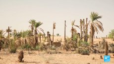 En Mauritanie, les oasis menacées par le réchauffement climatique
