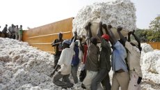 Burkina Faso: la Socoma, la deuxième société cotonnière du pays, annonce la suspension de ses activités