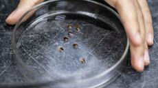 Des scientifiques malaisiens transforment les punaises de lit de fléau en redoutables détectives