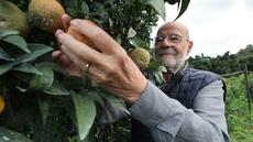 La clémentine corse, Petit Poucet centenaire qui parie sur la qualité