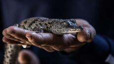 Canicules à répétition: éclosion naturelle de dix crocodiles du Nil dans la Drôme