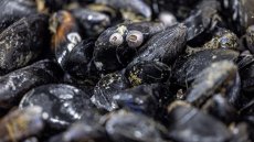 Pesticides et médicaments retrouvés sur tout le littoral français