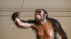 Premier voyage en Europe de l'australopithèque Lucy, exposée à Prague
