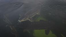 Le caviar de béluga, le trésor du lac Kardjali en Bulgarie