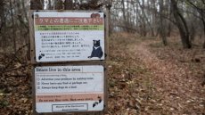 Japon: deux morts dans des attaques d'ours présumées
