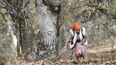 Au Kirghizstan, l'avenir incertain d'une rare forêt ancestrale de noyers