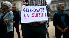 Prolongation du glyphosate: la justice européenne donne raison aux ONG sur une erreur de droit de Bruxelles