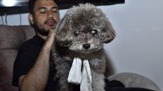 Colombie : une femme meurt pour sauver son chien du tremblement de terre
