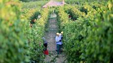 Des vendanges en juillet, du jamais-vu dans le nord de l'Italie