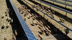 En Australie, des moutons solaires pionniers de l'agrivoltaïsme
