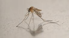 Virus du Nil occidental : nombre de cas record dans l'Hexagone et cinq décès dont l'imputabilité est à vérifier