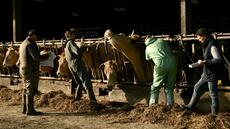 Dermatose: dans le Sud-Ouest, mobilisation générale pour accélérer la vaccination