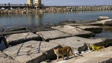 Découverte de l'épave d'un bateau antique dans la rade d'Alexandrie