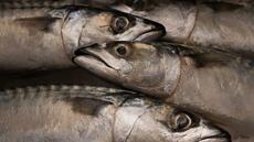 Surpêche de maquereaux: l'UE dénonce un accord entre Royaume-Uni et Norvège