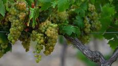 Flou sur les vendanges 2026, bousculées par les canicules et la sécheresse