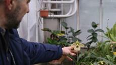 Ukraine: sans chauffage, les plantes tropicales du Jardin botanique flétrissent