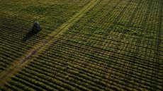 La surexposition aux pesticides des riverains des vignes démontrée par une vaste étude