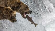 Coup d'envoi du concours des ours les plus gras d'Alaska