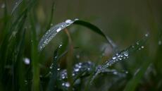 Autour d'Evian, 30 ans d'adaptation des pratiques agricoles pour protéger l'eau minérale