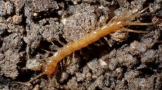 Cruciaux pour la santé des sols, des mille-pattes menacés d'extinction en France