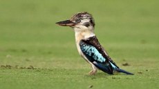 Des scientifiques découvrent un taux important de changement de sexe chez certains oiseaux
