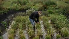 Grâce au changement climatique, le pari pas si fou de cultiver le riz en Angleterre