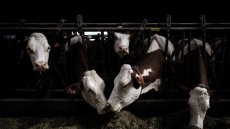 Dermatose des bovins: vaccination obligatoire et abattage total dans les foyers d'infection