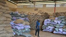 Ça chauffe en brousse: en Côte d'Ivoire, blocage dans la filière du cacao
