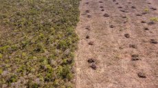 Loi contre la déforestation: Bruxelles veut un nouveau report