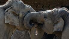 Le secret de la dextérité des éléphants ? Leurs moustaches