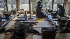 Japon: après les attaques d'ours, leur viande s'invite dans des restaurants