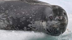 Les léopards de mer chantent des comptines