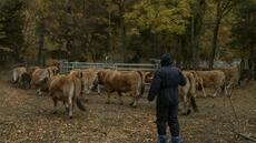 Dermatose bovine: pas de vaccination générale à ce stade, mais des réflexions