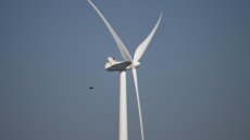 L'Afrique du Sud s'efforce de protéger les oiseaux des éoliennes