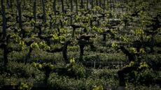 Climat: près de Bordeaux, levures et porte-greffe à la rescousse du vin