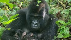 RDC: naissance rare de jumeaux gorilles de montagne dans le parc national des Virunga